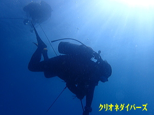 田子ダイビング