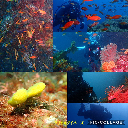 田子魚群