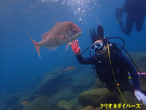 西伊豆で体験ダイビング