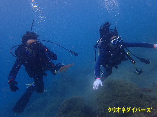 西伊豆で体験ダイビング