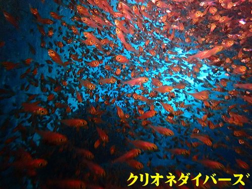 西伊豆雲見洞窟ダイビング