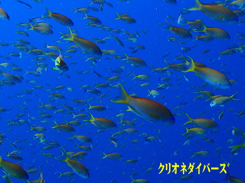 西伊豆田子ダイビング