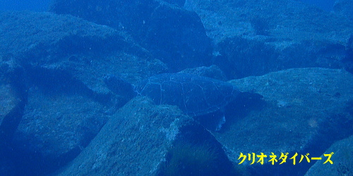 西伊豆雲見洞窟ダイビング