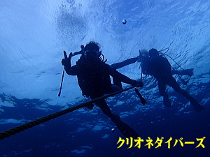 西伊豆田子ダイビング