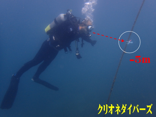 西伊豆田子ダイイング