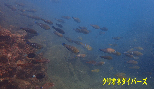 西伊豆田子ダイイング