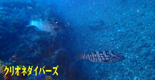 西伊豆田子ダイイング