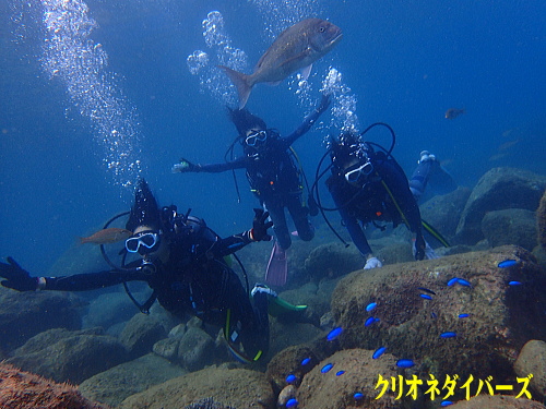 黄金崎体験ダイビング