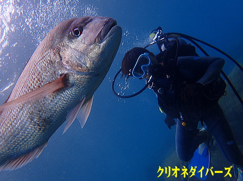 黄金崎体験ダイビング