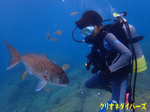 黄金崎体験ダイビング