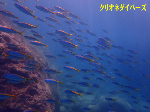 雲見体験ダイビング