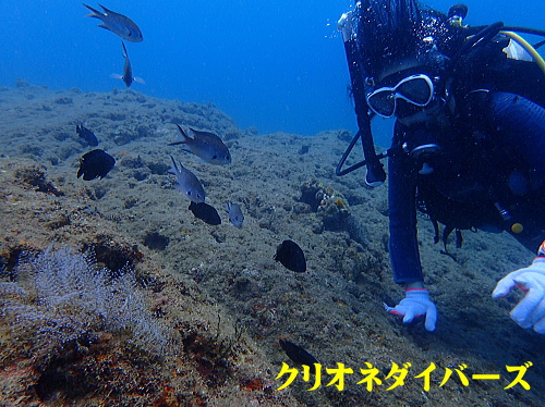 西伊豆雲見体験ダイビング
