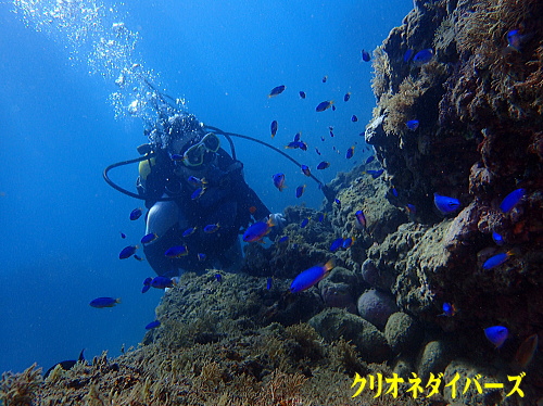 西伊豆雲見体験ダイビング