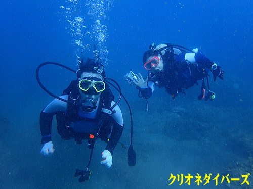 西伊豆雲見体験ダイビング