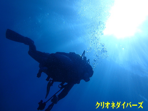 西伊豆雲見体験ダイビング