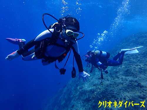 西伊豆雲見体験ダイビング