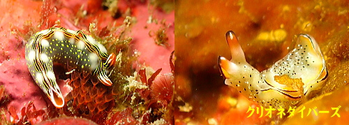 田子ウミウシ