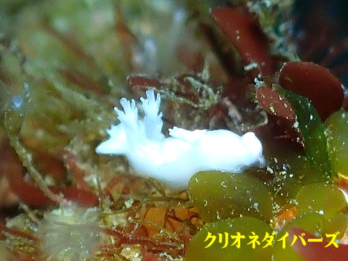シロハナガサウミウシ