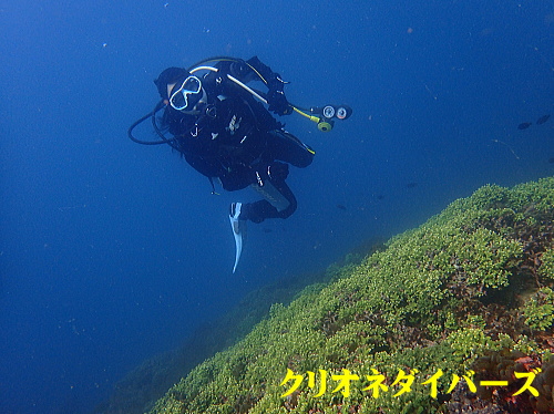 西伊豆田子ダイビング