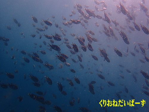 西伊豆田子体験ダイビング