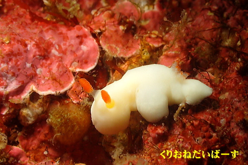 西伊豆田子ダイビング