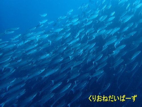 雲見ダイビング