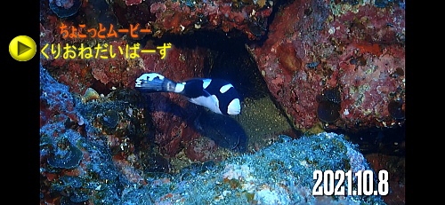 西伊豆田子ダイビング