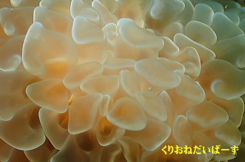 西伊豆田子ダイビング