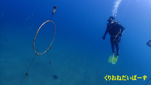 西伊豆ダイビングライセンスコース