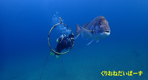 西伊豆ダイビングライセンスコース