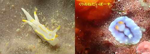 西伊豆黄金崎ダイビング