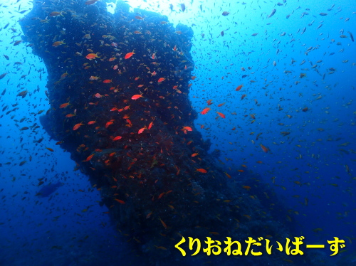 西伊豆田子ダイビング