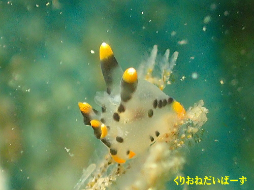 西伊豆田子ウミウシ