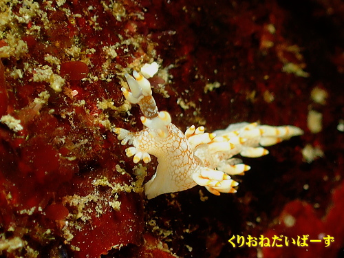 西伊豆田子ウミウシ