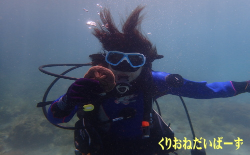 西伊豆田子体験ダイビング
