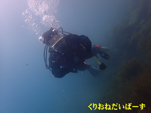 西伊豆田子体験ダイビング
