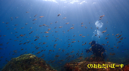 西伊豆ダイビング講習