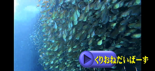 西伊豆田子ダイビング