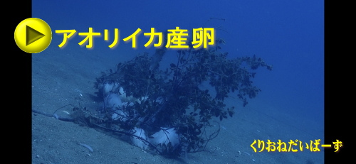 黄金崎体験ダイビング