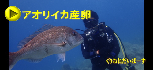 黄金崎体験ダイビング