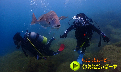 黄金崎ダイビング