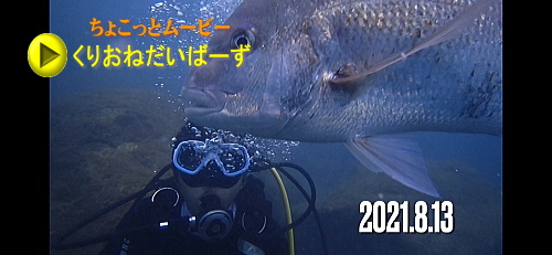 黄金崎体験ダイビング