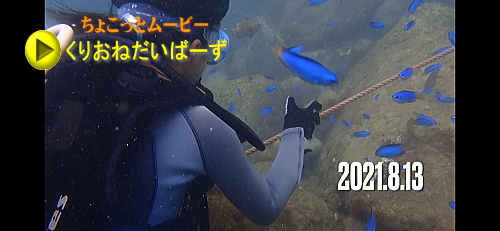 黄金崎体験ダイビング