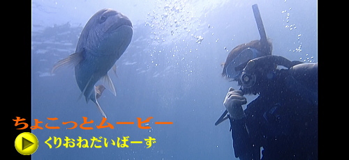 黄金崎ダイビング