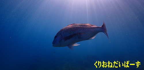 西伊豆黄金崎体験ダイビング