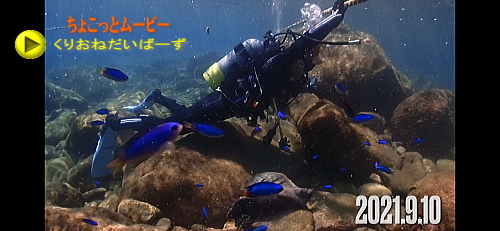 黄金崎ダイビング