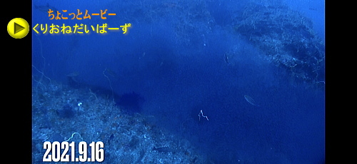 西伊豆田子ダイビング