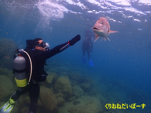 体験ダイビング西伊豆