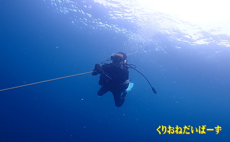 西伊豆田子ダイビング