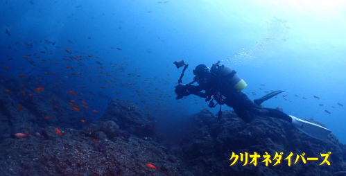 西伊豆田子サクラダイ